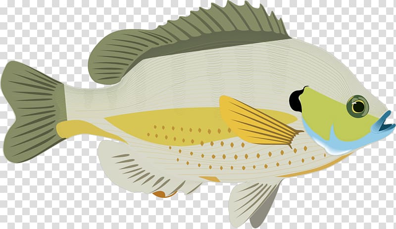 Prattville, Oklahoma Carassius auratus Bluegill Fish, decorative green ocean fish transparent background PNG clipart