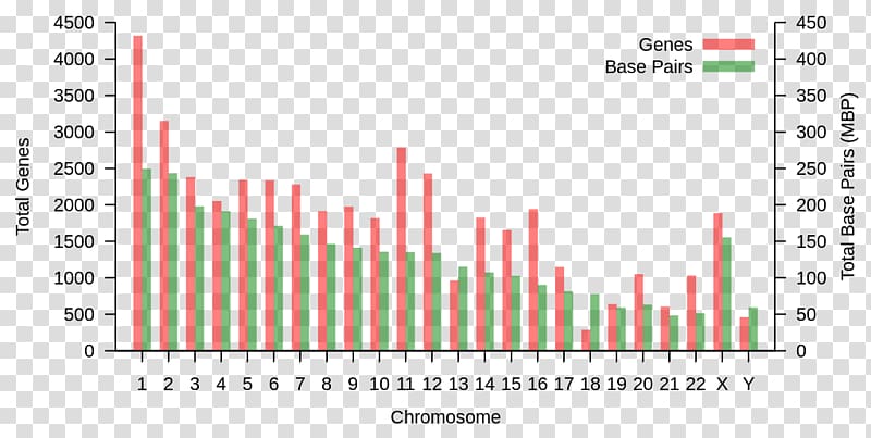 Human Genome Project Y chromosome Gene DNA, others transparent background PNG clipart