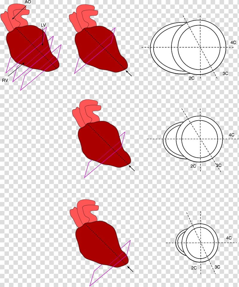 Heart Anatomy Ventricle Petal, heart transparent background PNG clipart