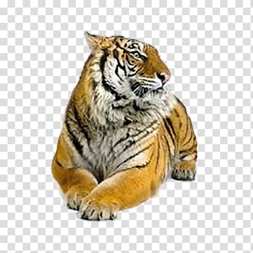 Siberian Tiger Felidae Bengal tiger, tiger transparent background PNG clipart