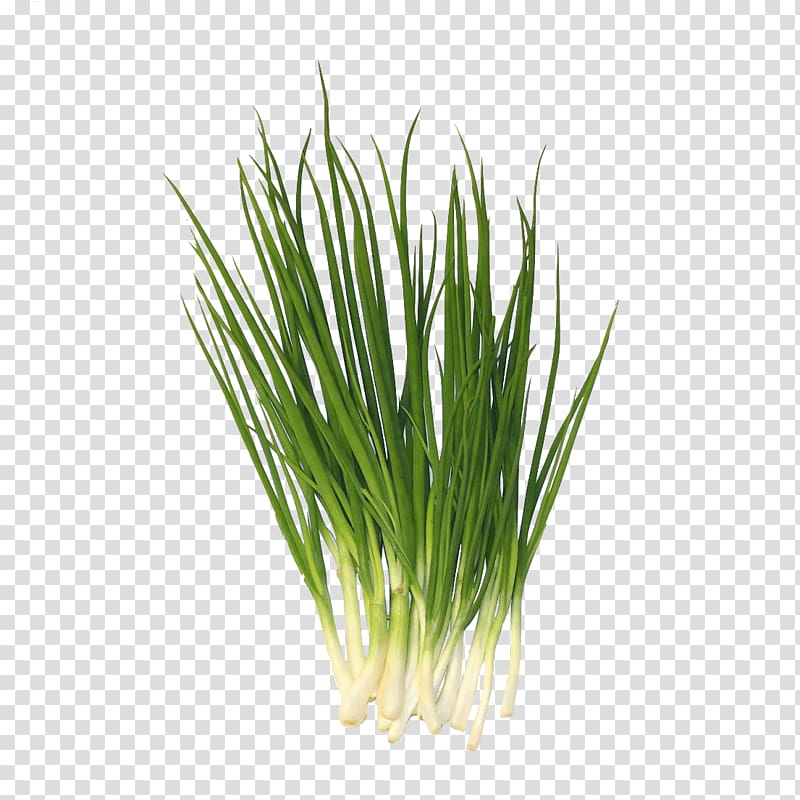 Allium fistulosum Garlic chives Sweet Grass Leek, spring onion transparent background PNG clipart