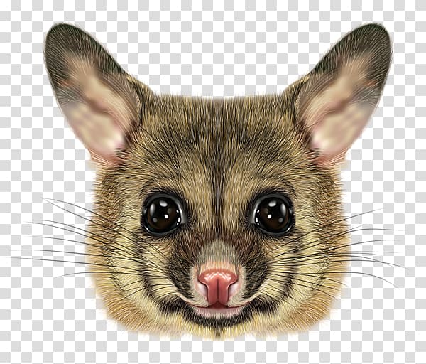 Phalangeriformes Common brushtail possum Opossum, Possum transparent background PNG clipart