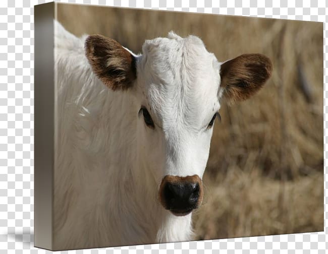 Dairy cattle Calf Texas Longhorn Gallery wrap, longhorn transparent background PNG clipart