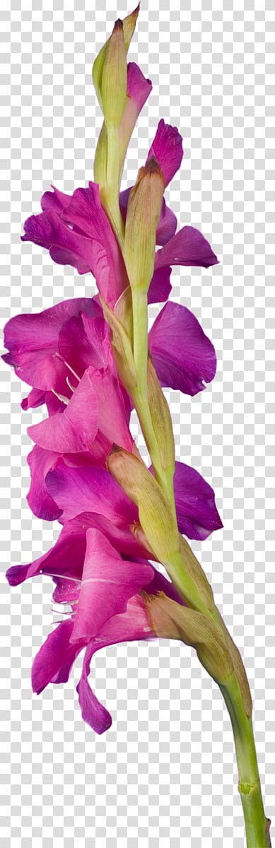 Gladiolus Cut flowers Portable Network Graphics Iris family, gladiolus transparent background PNG clipart