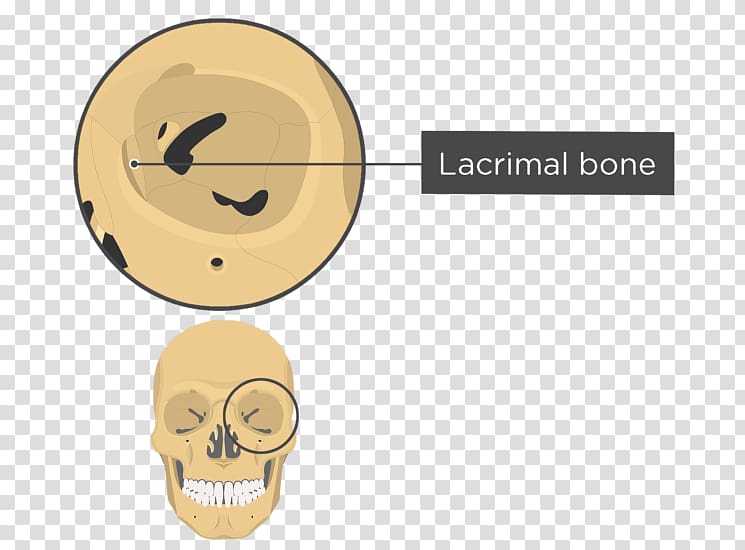 Orbit Skull Human skeleton Anatomy Sphenoid bone, Skull and bone transparent background PNG clipart