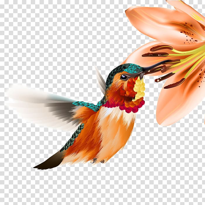 orange and blue hummingbird, Hummingbird , Free buckle hummingbird transparent background PNG clipart