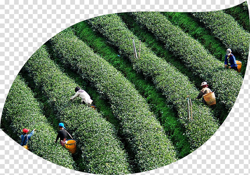 Ethical Tea Partnership Sustainability Tea plant Economic development, tea transparent background PNG clipart