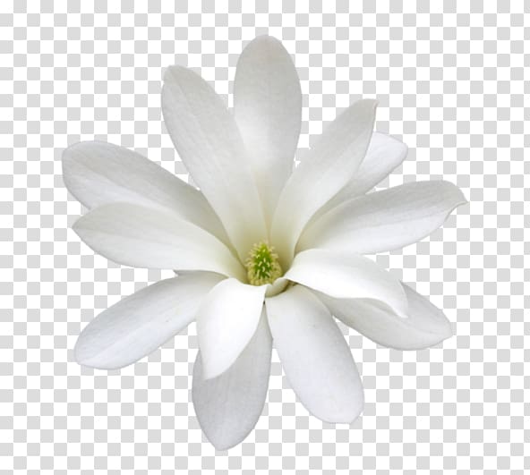 white jasmine transparent background PNG clipart