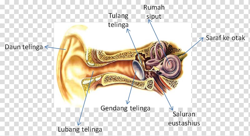 Hearing Sense Homo sapiens Sensory nervous system, ear transparent background PNG clipart
