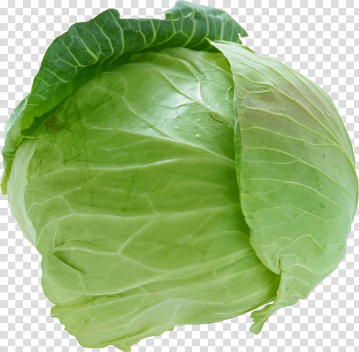 Savoy cabbage Cauliflower Coleslaw Vegetable, cabbage transparent background PNG clipart