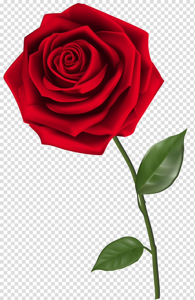 Free Download Rose Single Red Rose Red Rose Transparent