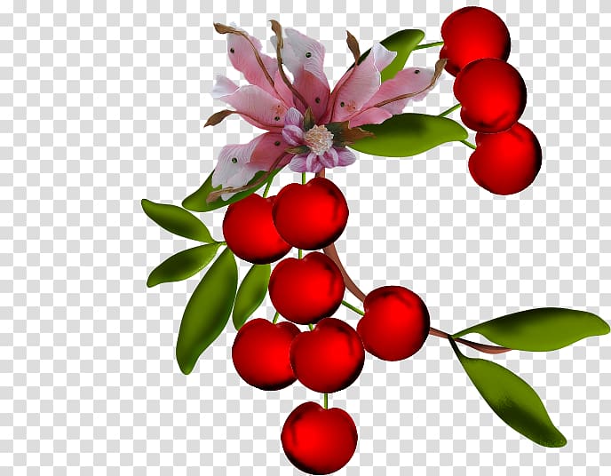 Lingonberry Sweet Cherry Fruit Cerasus, cherry transparent background PNG clipart