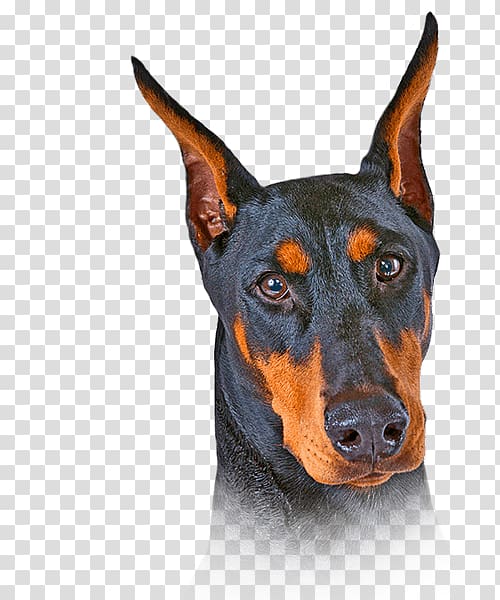 Dobermann German Pinscher Miniature Pinscher Manchester Terrier Puppy, puppy transparent background PNG clipart