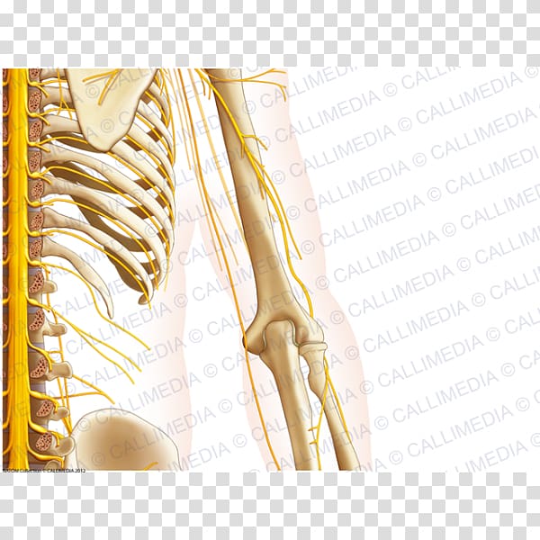 Nerve Pelvis Anatomy Thorax Human body, elbow cartoon transparent background PNG clipart