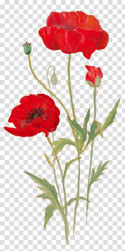 Royal British Legion Club Garden roses Social media Northern soul, poppies transparent background PNG clipart