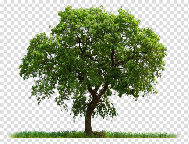 Tree , tree transparent background PNG clipart