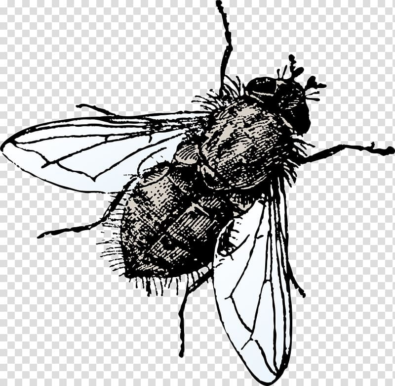 Icon, Black ugly fly transparent background PNG clipart