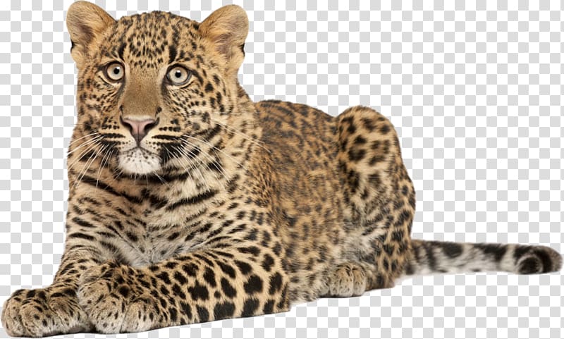Tiger Anatolian leopard Cat , leopard transparent background PNG clipart