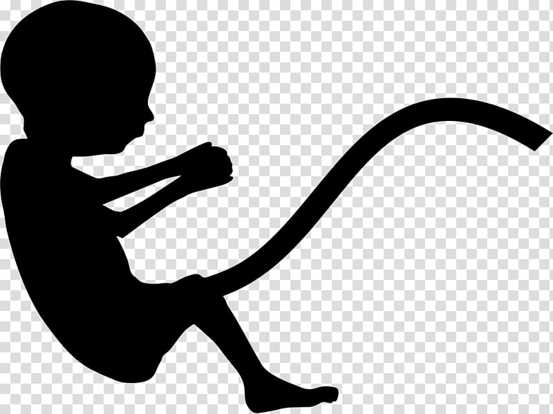 Fetus Infant Uterus Pregnancy Mother, pregnancy transparent background PNG clipart
