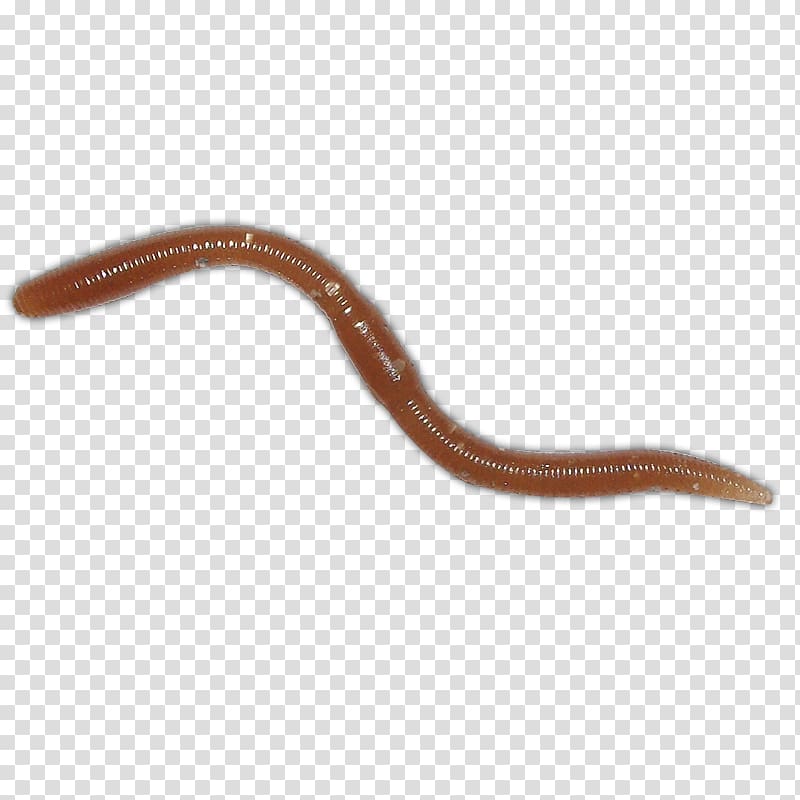 Earthworm Amazing Fishing Fishing Baits & Lures Animal, others transparent background PNG clipart