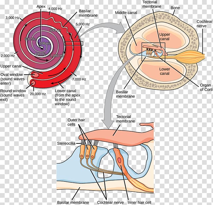 Transduction Vestibular system Auditory system Acoustic wave Organ of Corti, human ear transparent background PNG clipart