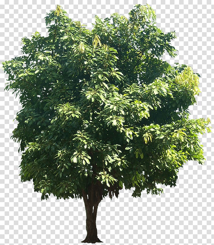 Tree Ficus religiosa Trunk , tree transparent background PNG clipart