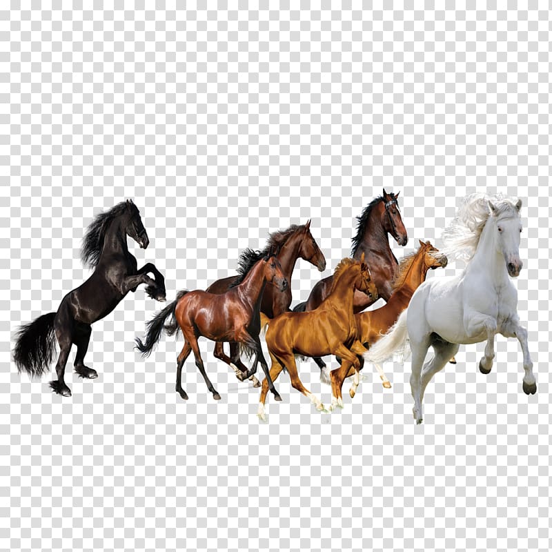 figure eight horses transparent background PNG clipart