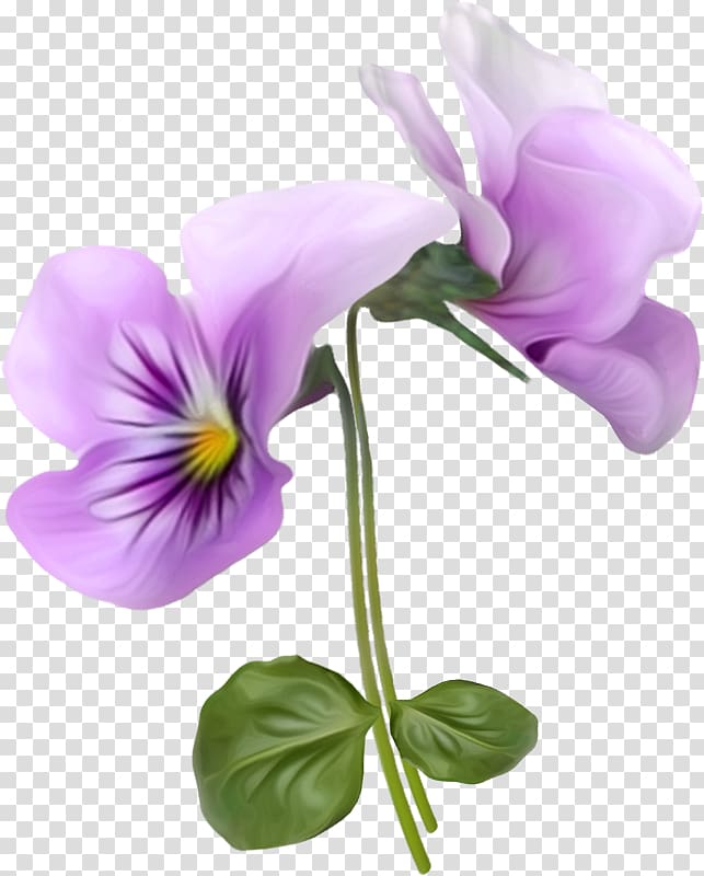 Flower Violet Pansy , flower transparent background PNG clipart