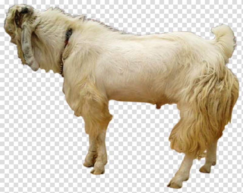 Jamnapari goat Boer goat Sheep Goat farming Beef cattle, sheep transparent background PNG clipart