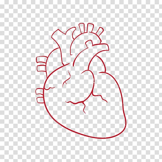Heart Drawing , human heart transparent background PNG clipart