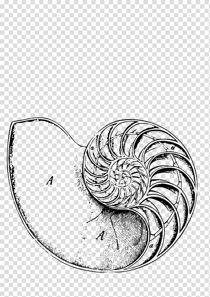 Chambered nautilus Logarithmic spiral Body modification Sacred geometry, Snail transparent background PNG clipart