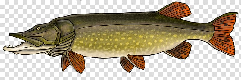 Northern pike Carp Perch Recreational fishing, Fishing transparent background PNG clipart