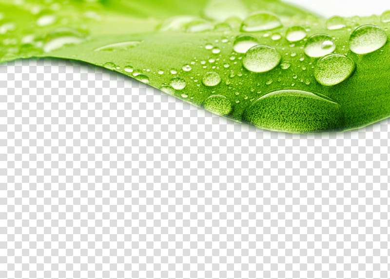 crystal water droplets with green leaves hd transparent background PNG clipart