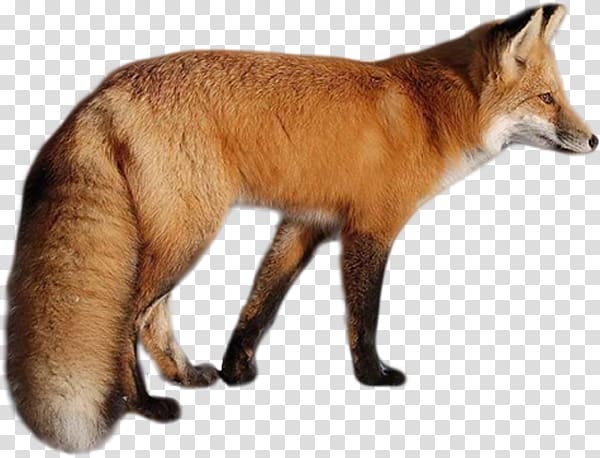 Fox transparent background PNG clipart