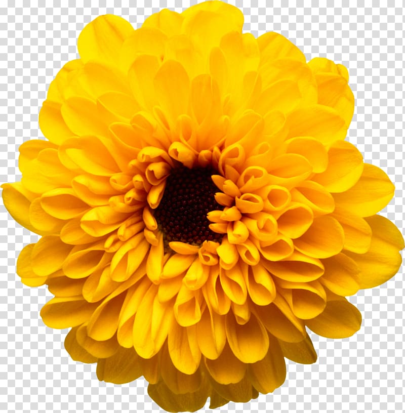 Flower Yellow Color Chrysanthemum, pepermint transparent background PNG clipart