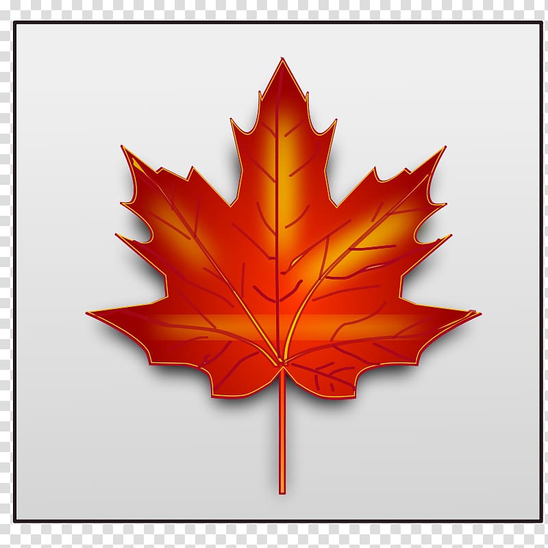 Japanese maple Maple leaf , Fall Season transparent background PNG clipart