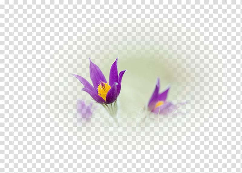 Crocus Violet Desktop Close-up Computer, crocus transparent background PNG clipart