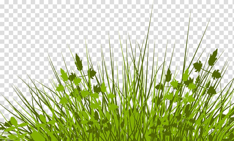 Lawn Illustration, Pretty grass transparent background PNG clipart