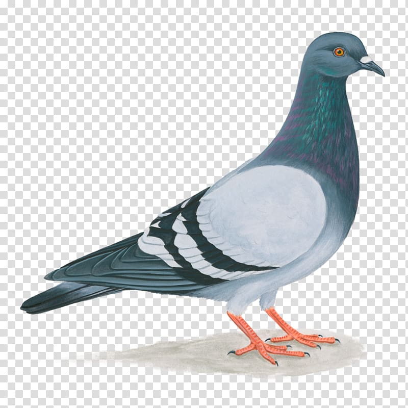 blue and gray pigeon illustration, Domestic pigeon United States Columbidae Bird Feral pigeon, pigeon transparent background PNG clipart