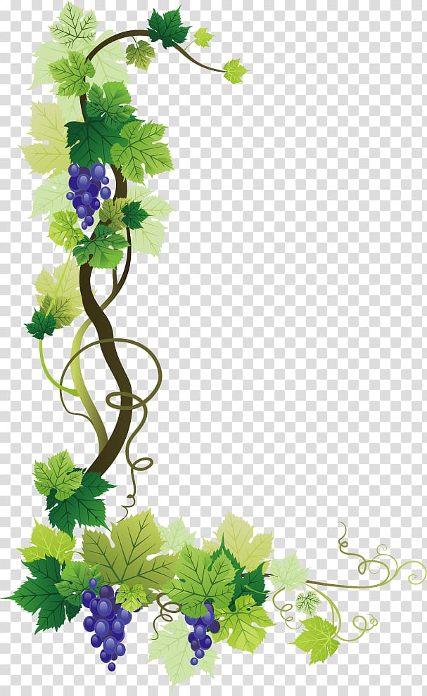 purple grapes illustration, Common Grape Vine Wine Grape leaves, grape transparent background PNG clipart