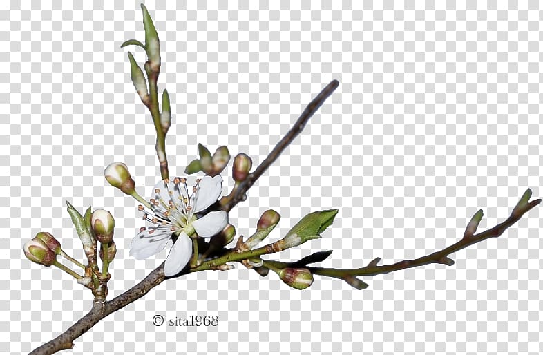 Spring Bud Plant stem Drawing Web page, sita transparent background PNG clipart