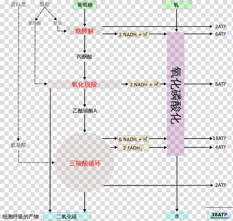 Cellular respiration Creative work Wikipedia, cellular transparent background PNG clipart