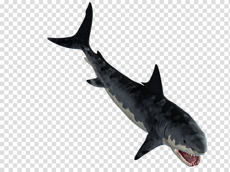 Tiger shark Great white shark Squaliform sharks Requiem sharks , sharks transparent background PNG clipart