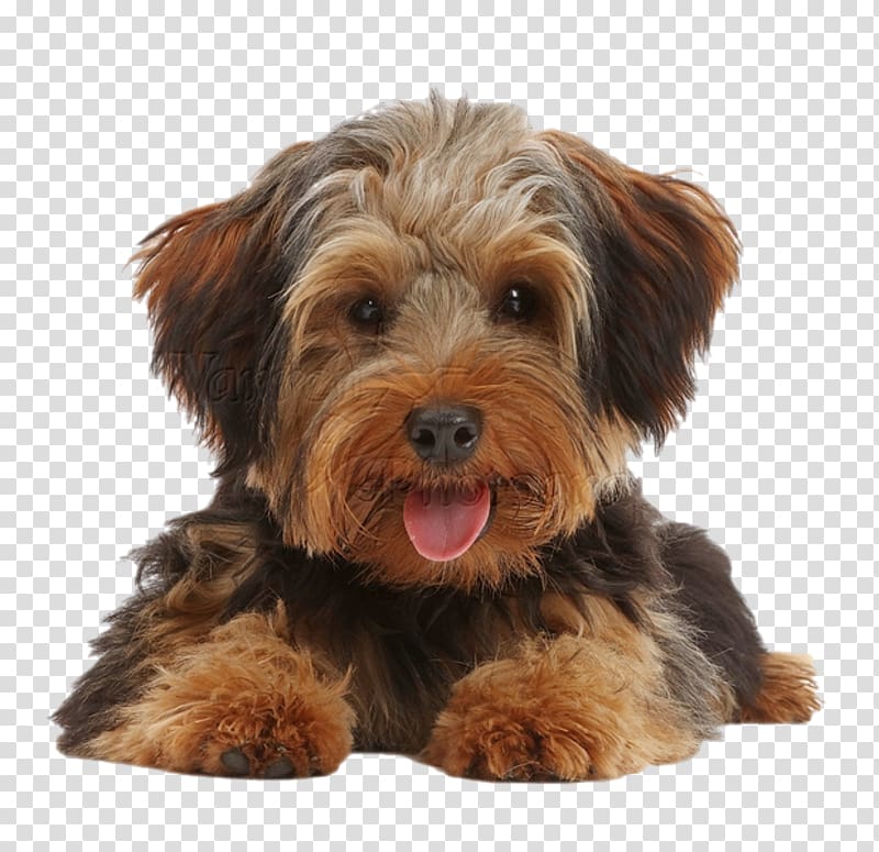 Yorkshire Terrier Norfolk Terrier Schnoodle Morkie Cavapoo, puppy transparent background PNG clipart