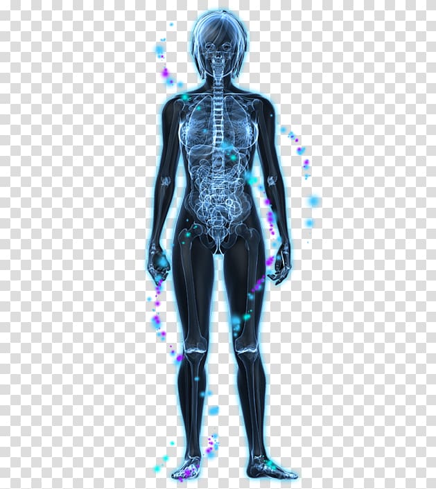 Vagus nerve Parasympathetic nervous system Autonomic nervous system, Feminine Body transparent background PNG clipart