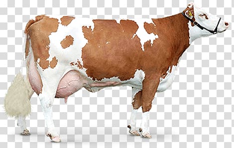 Cow transparent background PNG clipart