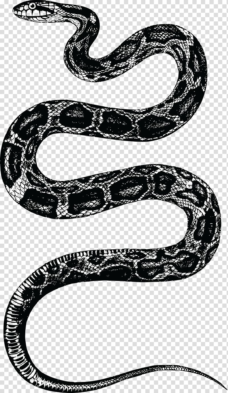 Corn snake Rattlesnake , snake transparent background PNG clipart