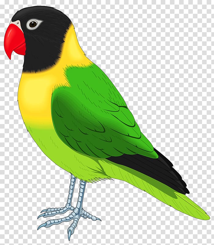 Lovebird Parrot Budgerigar Cockatiel, parrot transparent background PNG clipart