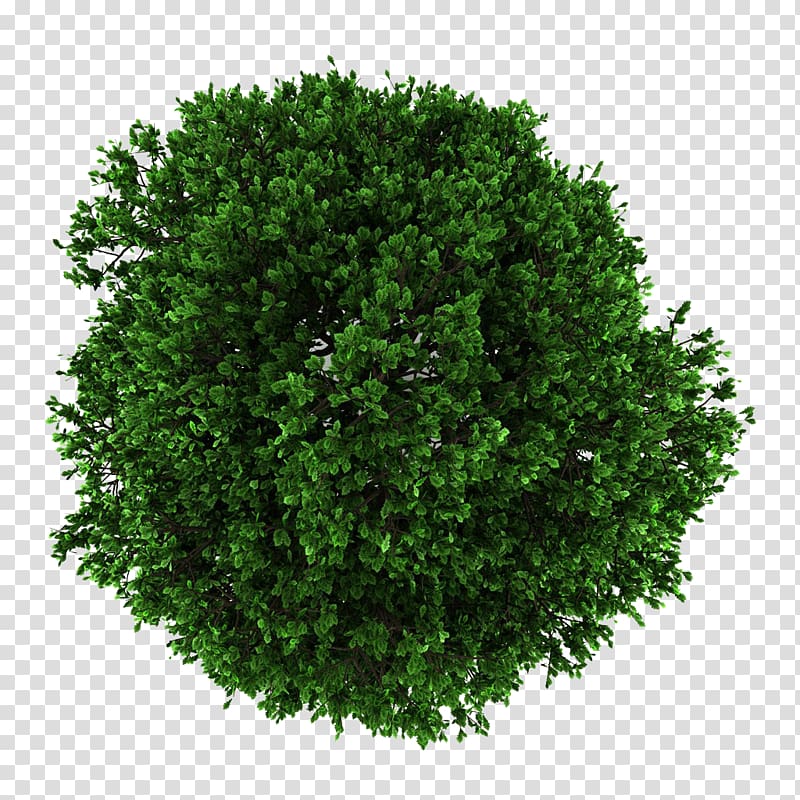 green leafed plant, Tree English oak Crown, Tree crown transparent background PNG clipart