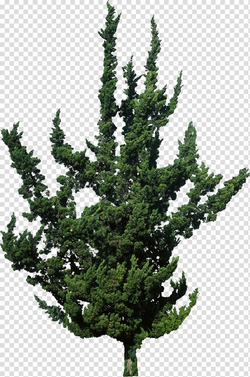 Spruce Juniperus chinensis var. kaizuka Evergreen Tree Pine, shrubs transparent background PNG clipart